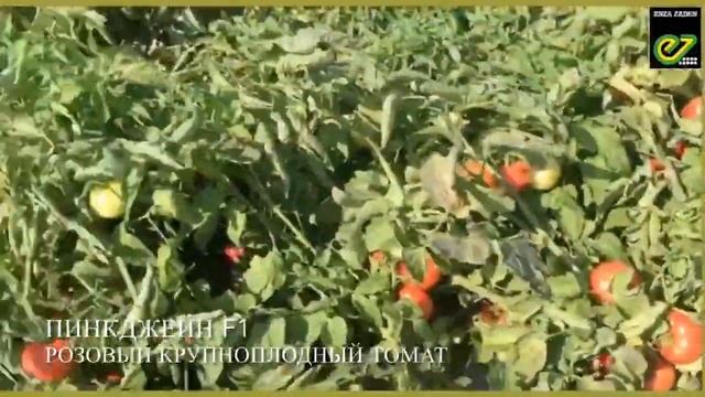 Пинкджейн F1, розовый детерминантный томат. смотреть онлайн