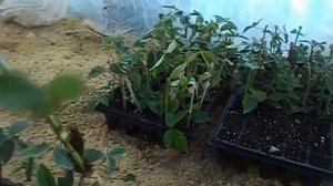 летнее черенкование в теплице(туман) первые потуги)