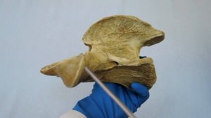 Видеозанятие 2 «Строение и видовые особенности шейных позвонков»