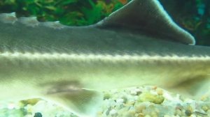 Стерлядь в аквариуме. Aquarium sturgeon