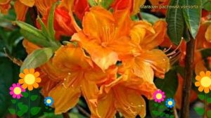 Азалия гибридная Гловинг Эмберс. Краткий обзор, описание azalea knap hill Glowing Embers