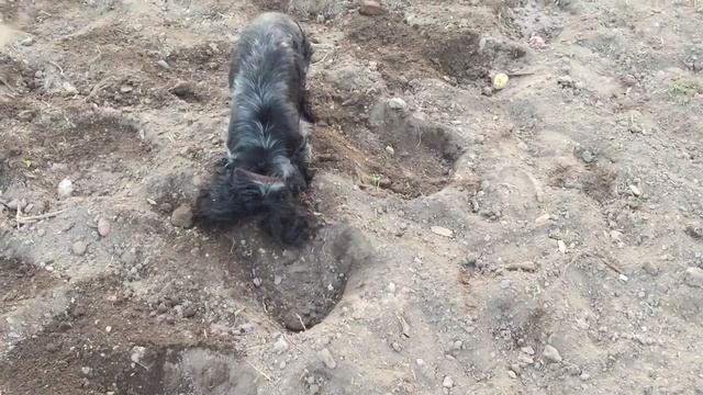 Собака помогает сажать картошку смотреть онлайн