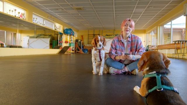 ПОЧЕМУ собака НЕ ВЫПОЛНЯЕТ команды? Почему НЕТ пищевой мотивации? Обучение собак. Дрессировка собак смотреть онлайн