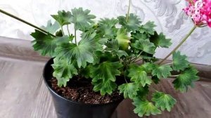 Пеларгония Lotta lundberg. Обзор сорта Pelargonium Lotta lundberg