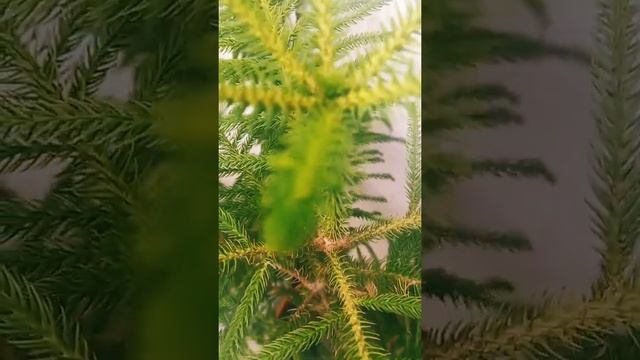 Indoor plants - Araucaria columnaris plant