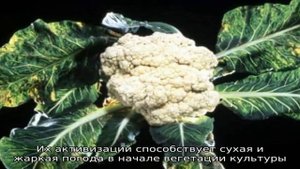 Болезни и вредители на цветной капусте и методы борьбы с ними