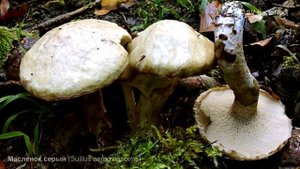Масленок серый (Suillus aeruginascens)