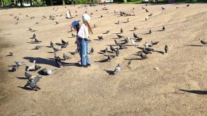 Голуби на пруду.