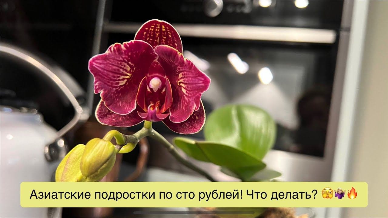 Распаковка и первый уход: приехали уценки 1,7 и 2,5 по сто рублей из «Орхорая»!