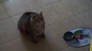 ▶ Кот толстяк просит поесть   YouTube 720p
