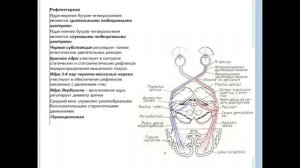 Анатомия головного мозга