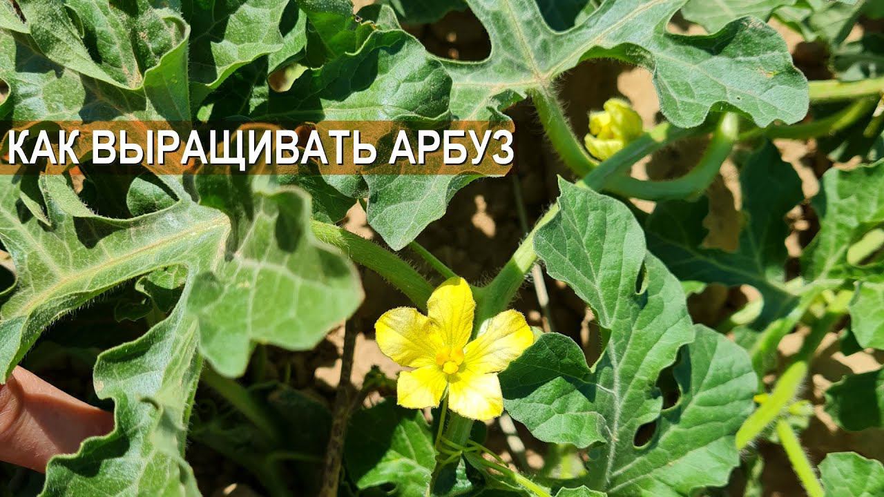 Арбуз. Технология выращивания. Бахчеводство как бизнес. Хозяйство Юрия Ана. Казахстан. смотреть онлайн