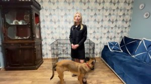 Нужна ли в квартире клетка для собаки?