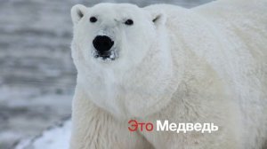 Лесные животные ? - Изучаем лесных зверей ???