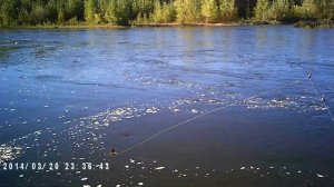 Рыбалка на косынку в конце лета