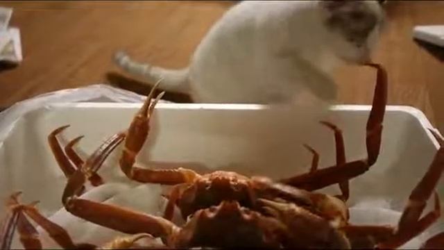 Котэ vs краб ржака смотреть онлайн