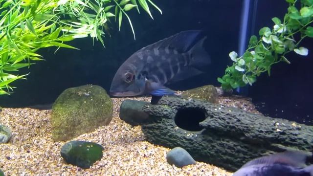 220 w/Pearsi, Argentea, Bocourti, etc. смотреть онлайн