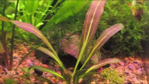 Эхинодорус рубин (Echinodorus Rubin)