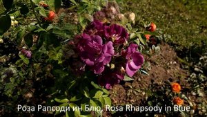 Розы, самые экстравагантные, обильноцветущие розы с необычной окраской! Удивляют всех.