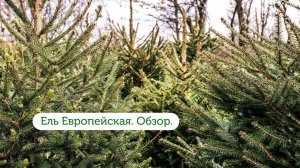 Обзор ели Европейской. Русская ель.