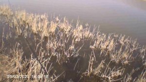 Ловля щуки с берега мандулой!2020