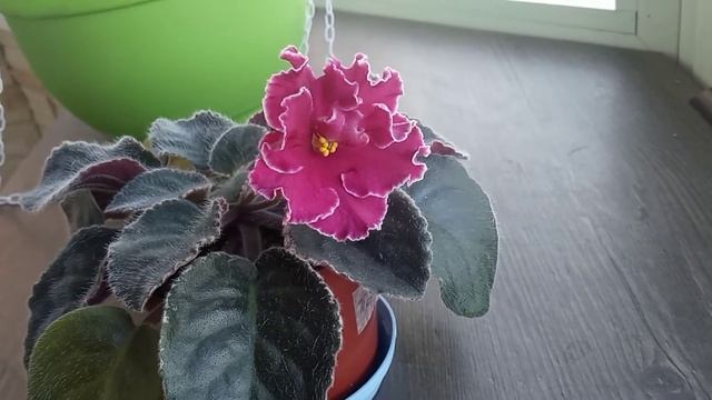 Фиалка ЛЕ-Полина Виардо смотреть онлайн