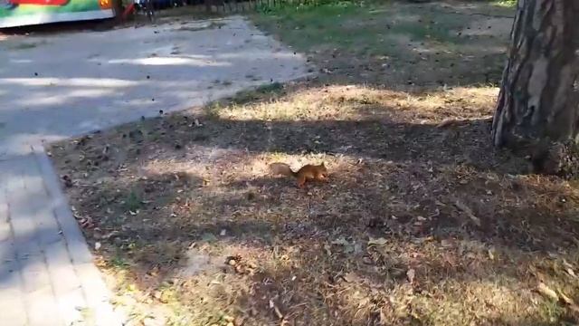 Белка почти ручная... ? Парк Сормовский Нижний Новгород смотреть онлайн