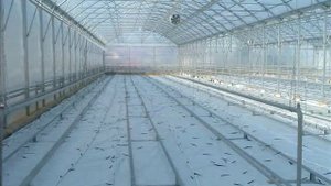 NIVA Greenhouses фермерские теплицы