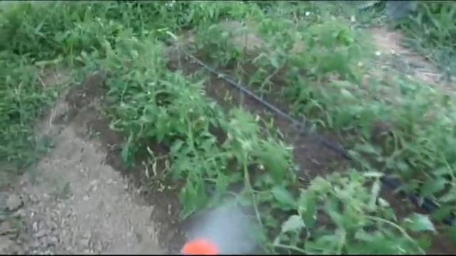 ОРАКУЛ коламин БОР, мощное удобрение для завязи и урожая. смотреть онлайн