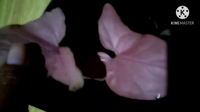 My new syngoniums /syngonium varieties /syngonium collection