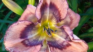 лилейник КУНИГУНДА (Ворошилова' 2020)