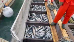 AEF на Сахалине, нерест лосося, добыча красной икры