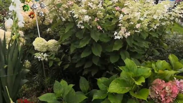 ГОРТЕНЗИИ размножаем черенками с Clonex. Почему пятна на листьях? смотреть онлайн