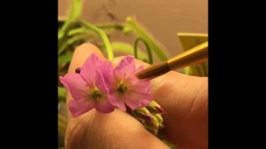 Pollinating Drosera Capensis