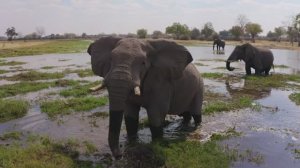 Животное-человек, документальная программа на Russian Extreme TV |16+