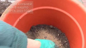 ПОСАДКА КЛУБНЕЙ КАНН В КАШПО И В ГРУНТ. КОНТЕЙНЕРНОЕ ОЗЕЛЕНЕНИЕ.
