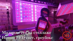 [111] Малина, 40 сортов. Что еще на стеллаже? Новый LED свет. Строю гроубокс с автоматикой