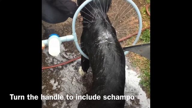 DOG WASHER 360 TEST смотреть онлайн