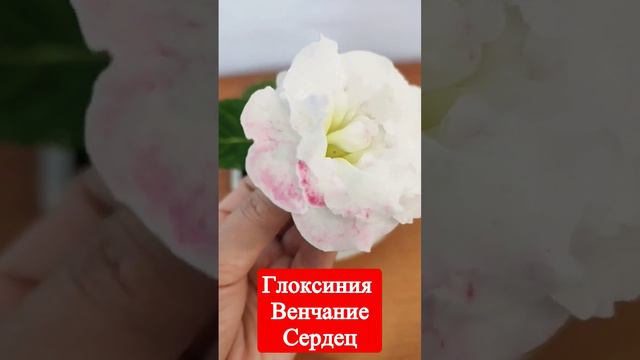 Глоксиния ЛП Венчание сердец #умелаяхозяйка #цветы #глоксинии смотреть онлайн