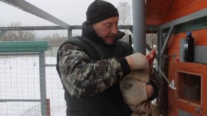 Березовый деготь, для кур.