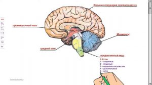 Головной мозг Отделы головного мозга, их строение и функции   Мускина А Н , Зарл