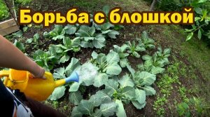 Профилактический полив капусты и редиса от блошки