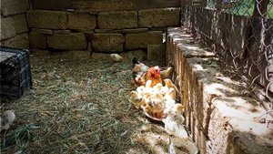 Курица и 22 ЦЫПЛЕНКА | Курица с цыплятами | 18.05.2023