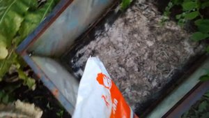 Черенкование клематисов.