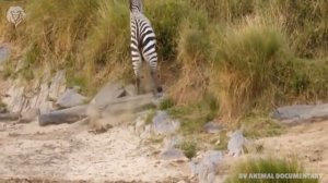 Mother Wildebeest attacks Lion very hard to save her baby , Wild Animals Attack