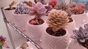 Пересадка эхеверий ???