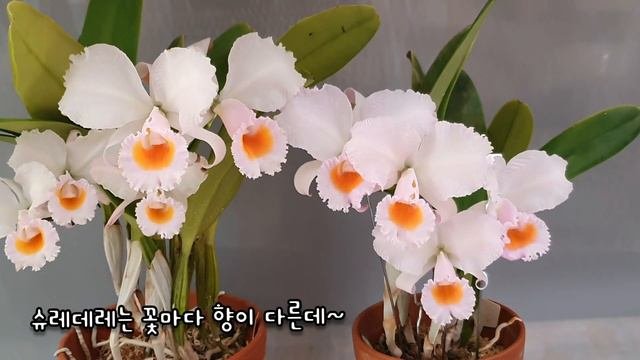 Cattleya Schroederae (카틀레야 슈레데레)