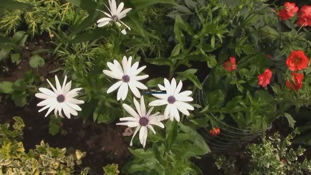 Остеоспермум.От посева до цветения. mp4 смотреть онлайн