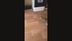 Кот бегает на трех лапах | The cat runs on three paws | Кот бегае на трох лапах