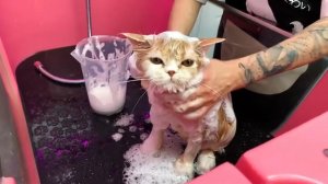 Груминг от Елены Ривво на косметике ProAnimal for Cats